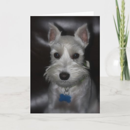 白いシュナウツァーの子犬の甘い顔カード カード (正面)