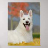 白いスイスの羊飼い犬の写真、かわいい毛皮の友人 ポスター (正面)