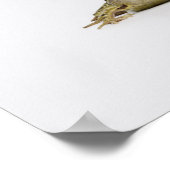 白いスタジオでカエルのポートレート ポスター (角)