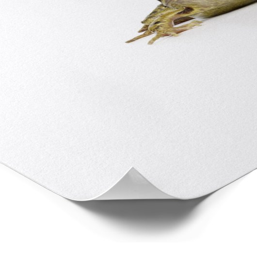 白いスタジオでカエルのポートレート ポスター (角)