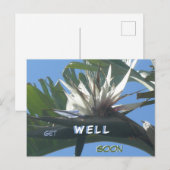 白いストレリチアの花の回復おめでとうポストカード ポストカード (正面/裏面)