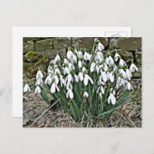 白いスノードロップ、第1春の花はがき ポストカード (正面/裏面)