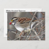 白いスロウの葉書 ポストカード (正面/裏面)