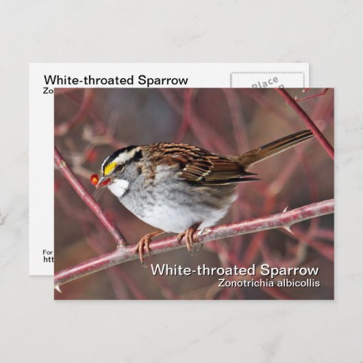 白いスロウの葉書 ポストカード (正面/裏面)