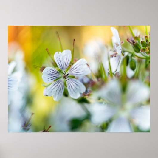 白いゼラニウムの花の抽象的な自然写真 ポスター (正面)