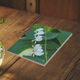 白いタイツリソウの花 フローラル タイル