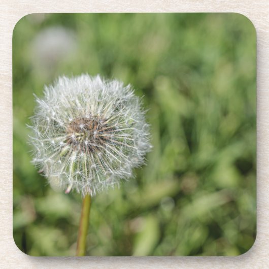 白いタンポポの花と緑の草 コースター (正面)