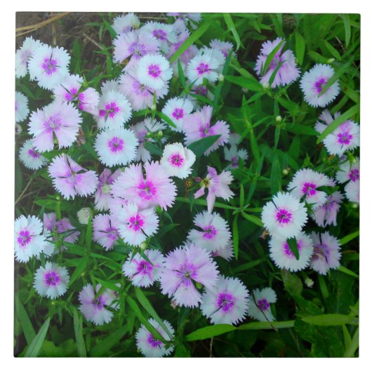白いダイアンサスの花のタイル タイル (正面)