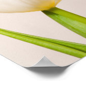 白いチューリップが白い背景に ポスター (角)