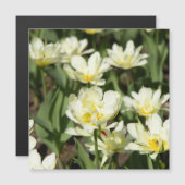 白いチューリップのフィールド写真 (正面/裏面)