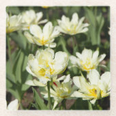 白いチューリップのフィールド写真 ガラスコースター (正面)