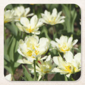 白いチューリップのフィールド写真 スクエアペーパーコースター (正面)