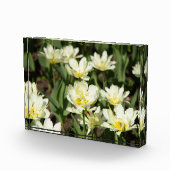 白いチューリップのフィールド写真 フォトブロック (右)