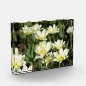 白いチューリップのフィールド写真 フォトブロック (左)