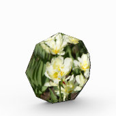 白いチューリップのフィールド写真 フォトブロック (左)