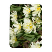 白いチューリップのフィールド写真 マグネット (縦)