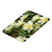 白いチューリップのフィールド写真 マグネット (左側)