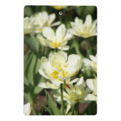 白いチューリップのフィールド写真 ミニクリップボード (裏面)