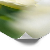 白いチューリップの畑の赤いチューリップ ポスター (角)