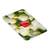 白いチューリップの畑の赤いチューリップ マグネット (右側)