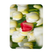 白いチューリップの畑の赤いチューリップ マグネット (縦)