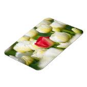 白いチューリップの畑の赤いチューリップ マグネット (左側)