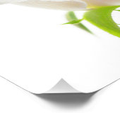 白いチューリップの花の背澄ん景フローラ フォトプリント            (角)