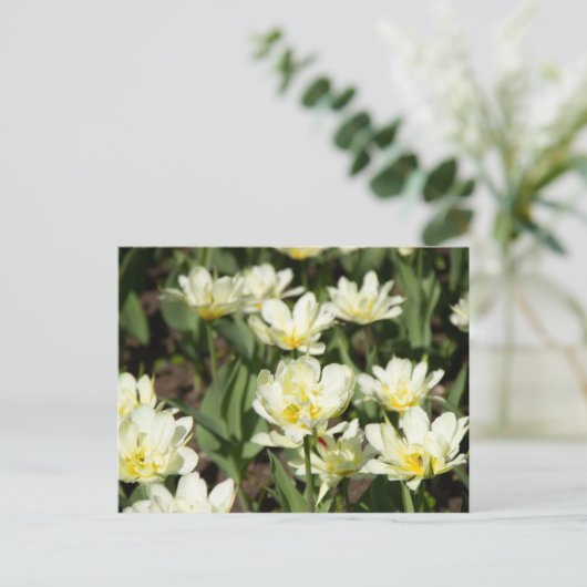 白いチューリップの花畑の写真 ポストカード (スタンド正面)