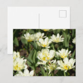 白いチューリップの花畑の写真 ポストカード (正面/裏面)