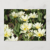 白いチューリップの花畑の写真 ポストカード (正面)
