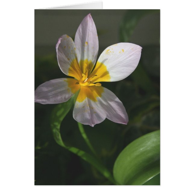 白いチューリップカード (正面)