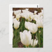 白いチューリップ花 ポストカード (正面/裏面)