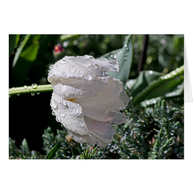 白いチューリップ (正面横)