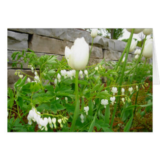 白いチューリップ