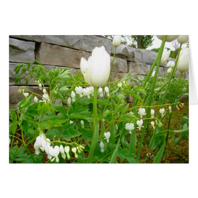 白いチューリップ (正面横)