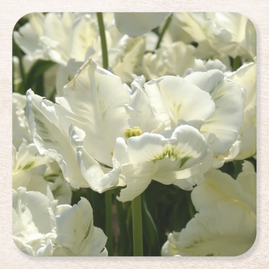 白いチューリップ スクエアペーパーコースター (正面)