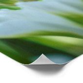 白いチューリップ ポスター (角)