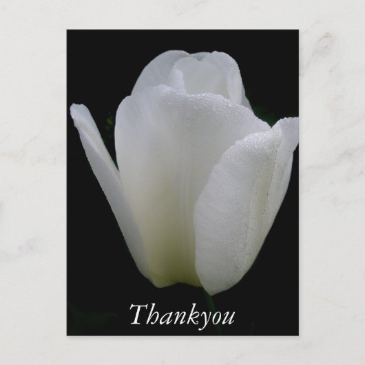 白いチューリップ ポストカード (正面)