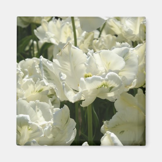 白いチューリップ マグネット (正面)