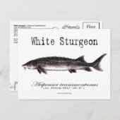 白いチョウザメ – 白 – 葉書 ポストカード (正面/裏面)