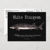 白いチョウザメ – 黒はがき ポストカード (正面/裏面)