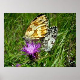白いチョウチョウのポスター ポスター