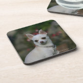 白いチワワ コースター (左側)