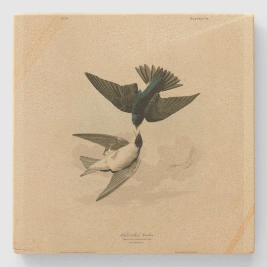 白いツジのツバメ – Audubon's Birds ストーンコースター (正面)
