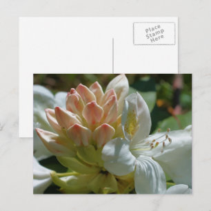 白いツツジの花の写真撮影の郵便はがき ポストカード