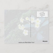 白いツツツジ花 ポストカード (裏面)