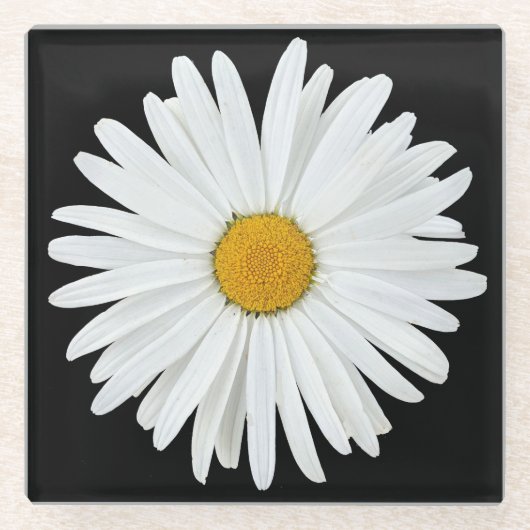 白いデイジーの花が黒いフローラ ガラスコースター (正面)