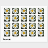 白いデイジーの花 スクエアシール (シート)