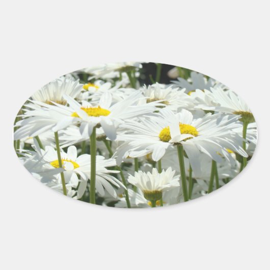 白いデイジーの花 デイジーの花 ステッカー シール (正面)