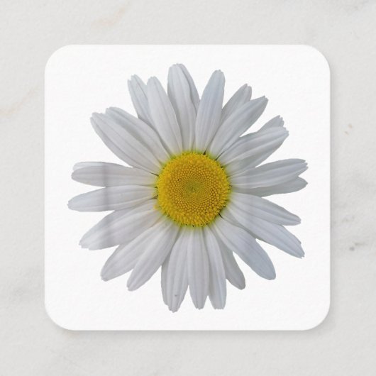 白いデイジーの花、咲くデイジー、開花、花 スクエア名刺 (裏面)